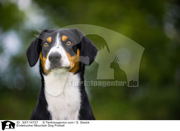 Entlebucher Mountain Dog Portrait / SST-14727