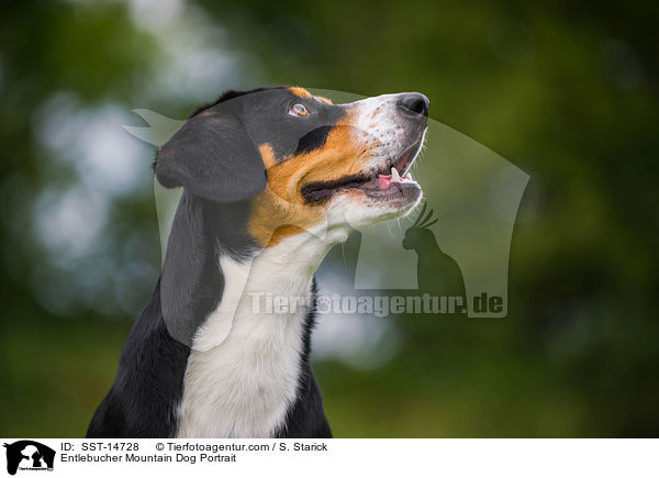 Entlebucher Sennenhund Portrait / Entlebucher Mountain Dog Portrait / SST-14728