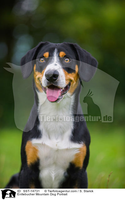 Entlebucher Mountain Dog Portrait / SST-14731