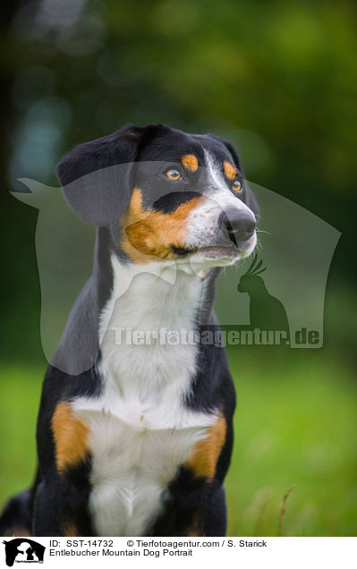 Entlebucher Mountain Dog Portrait / SST-14732
