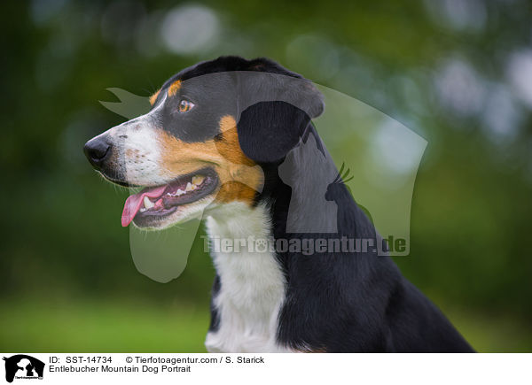 Entlebucher Mountain Dog Portrait / SST-14734
