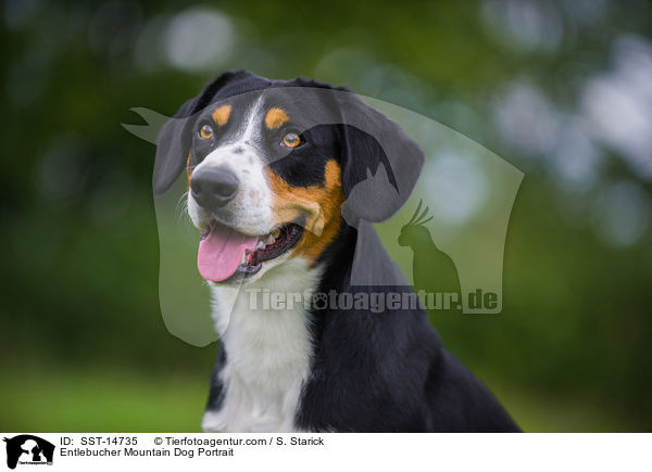 Entlebucher Mountain Dog Portrait / SST-14735