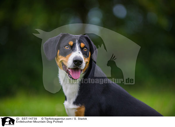 Entlebucher Mountain Dog Portrait / SST-14739