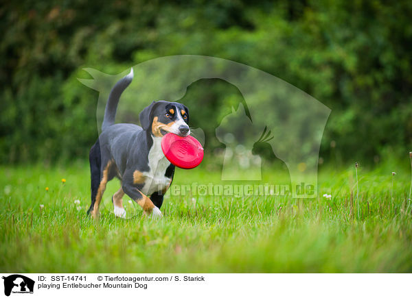spielender Entlebucher Sennenhund / playing Entlebucher Mountain Dog / SST-14741