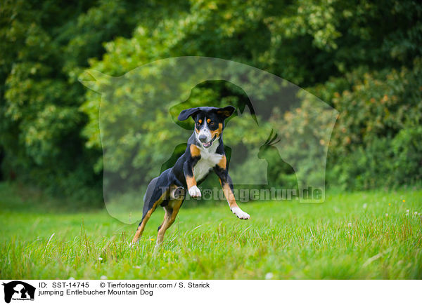 springender Entlebucher Sennenhund / jumping Entlebucher Mountain Dog / SST-14745