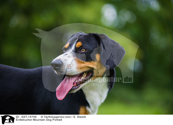 Entlebucher Mountain Dog Portrait / SST-14748