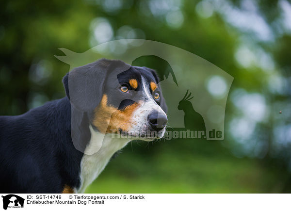 Entlebucher Mountain Dog Portrait / SST-14749