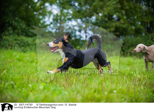 rennender Entlebucher Sennenhund / running Entlebucher Mountain Dog / SST-14750