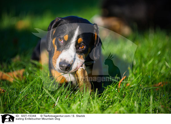 fressender Entlebucher Sennenhund / eating Entlebucher Mountain Dog / SST-15348