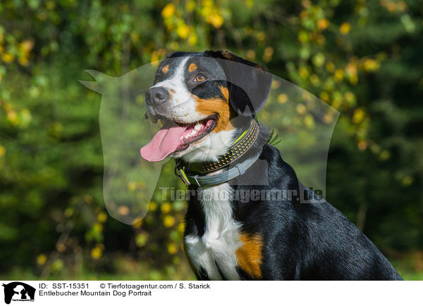 Entlebucher Mountain Dog Portrait / SST-15351