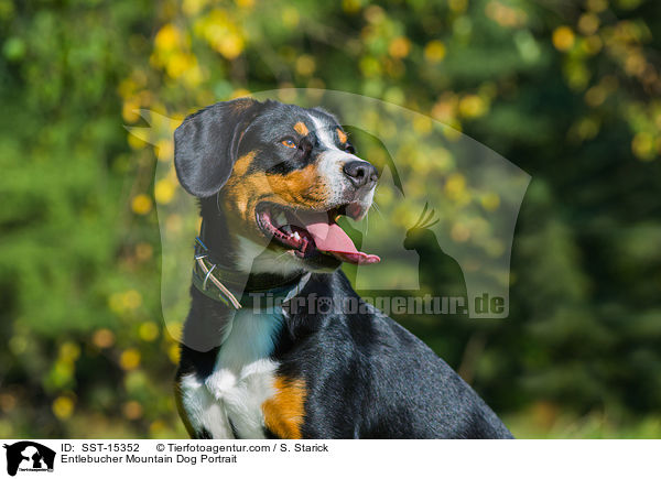 Entlebucher Sennenhund Portrait / Entlebucher Mountain Dog Portrait / SST-15352