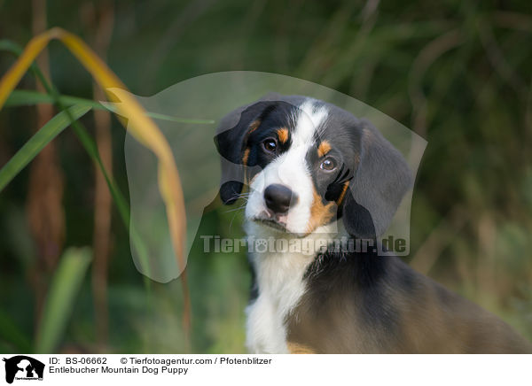 Entlebucher Sennenhund Welpe / Entlebucher Mountain Dog Puppy / BS-06662