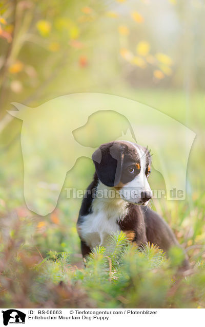 Entlebucher Sennenhund Welpe / Entlebucher Mountain Dog Puppy / BS-06663