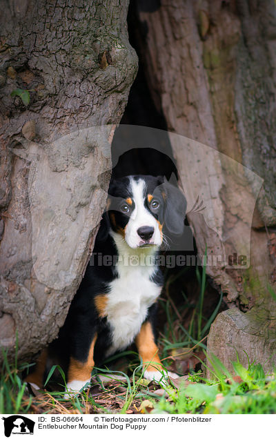 Entlebucher Mountain Dog Puppy / BS-06664