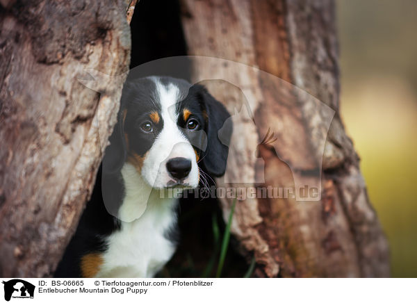 Entlebucher Sennenhund Welpe / Entlebucher Mountain Dog Puppy / BS-06665