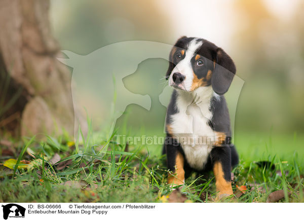 Entlebucher Mountain Dog Puppy / BS-06666