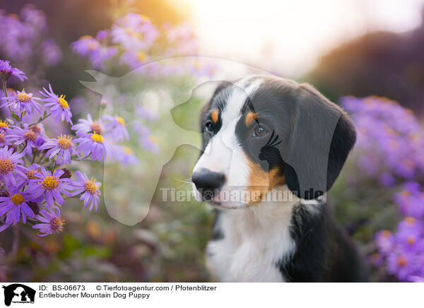 Entlebucher Sennenhund Welpe / Entlebucher Mountain Dog Puppy / BS-06673