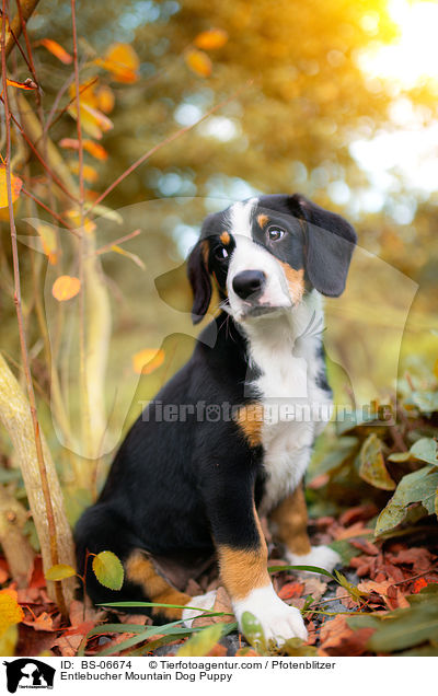Entlebucher Mountain Dog Puppy / BS-06674