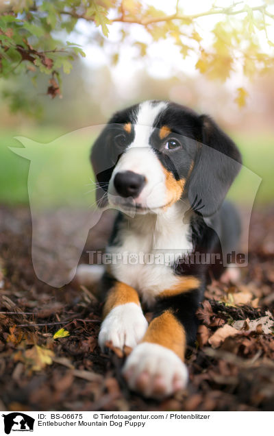 Entlebucher Sennenhund Welpe / Entlebucher Mountain Dog Puppy / BS-06675