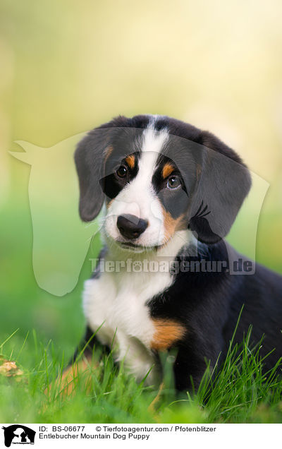Entlebucher Sennenhund Welpe / Entlebucher Mountain Dog Puppy / BS-06677