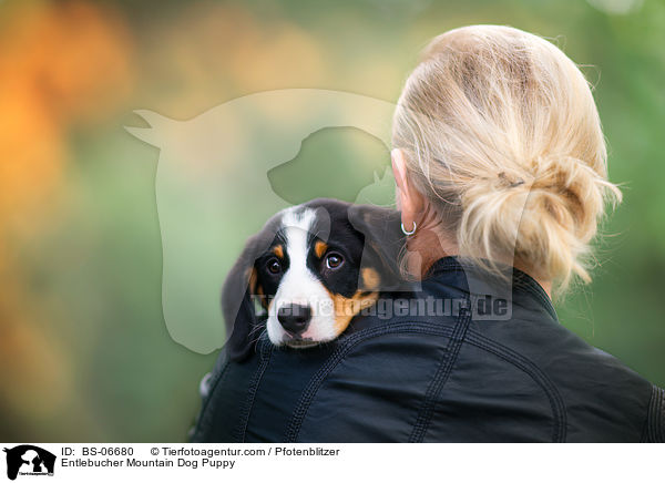 Entlebucher Sennenhund Welpe / Entlebucher Mountain Dog Puppy / BS-06680