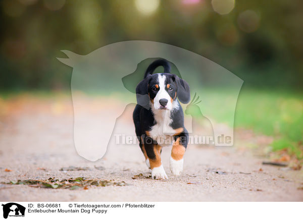 Entlebucher Mountain Dog Puppy / BS-06681