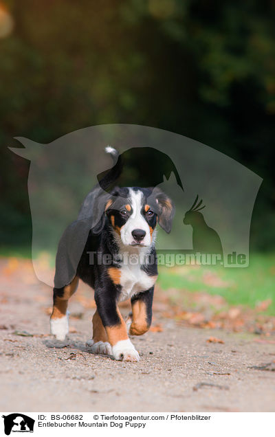 Entlebucher Mountain Dog Puppy / BS-06682