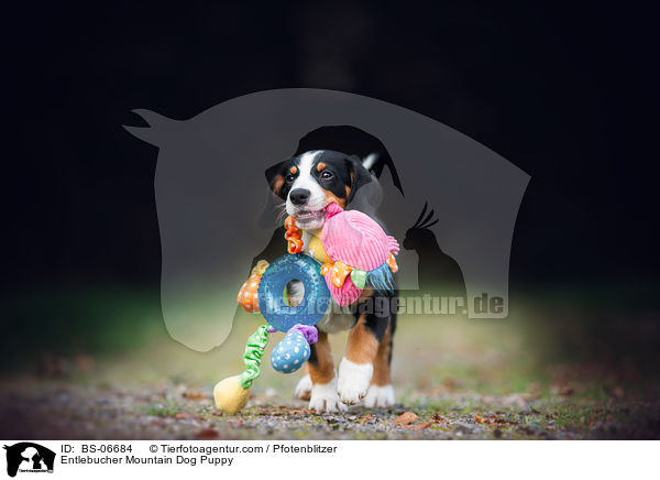 Entlebucher Mountain Dog Puppy / BS-06684