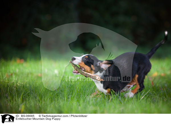 Entlebucher Sennenhund Welpe / Entlebucher Mountain Dog Puppy / BS-06685