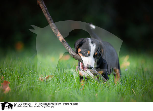 Entlebucher Sennenhund Welpe / Entlebucher Mountain Dog Puppy / BS-06686