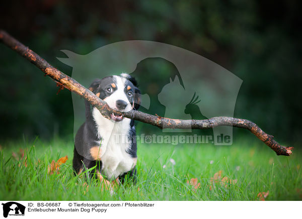 Entlebucher Sennenhund Welpe / Entlebucher Mountain Dog Puppy / BS-06687