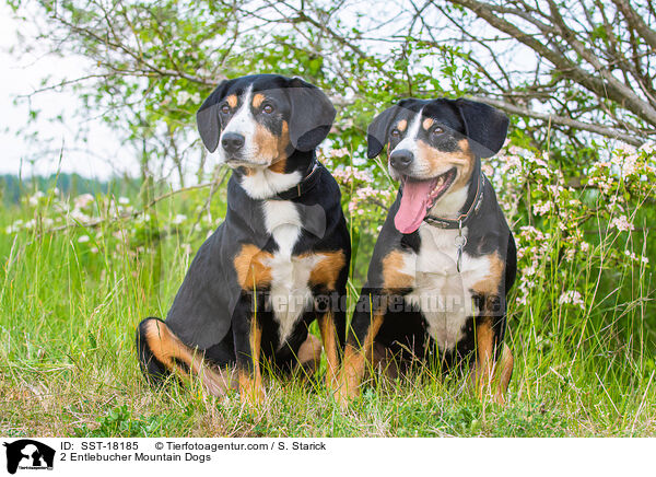2 Entlebucher Mountain Dogs / SST-18185