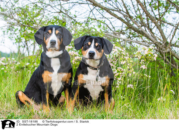 2 Entlebucher Sennenhunde / 2 Entlebucher Mountain Dogs / SST-18186