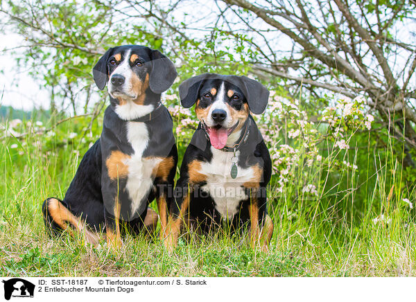 2 Entlebucher Mountain Dogs / SST-18187
