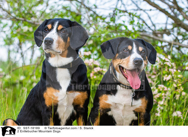 2 Entlebucher Mountain Dogs / SST-18189