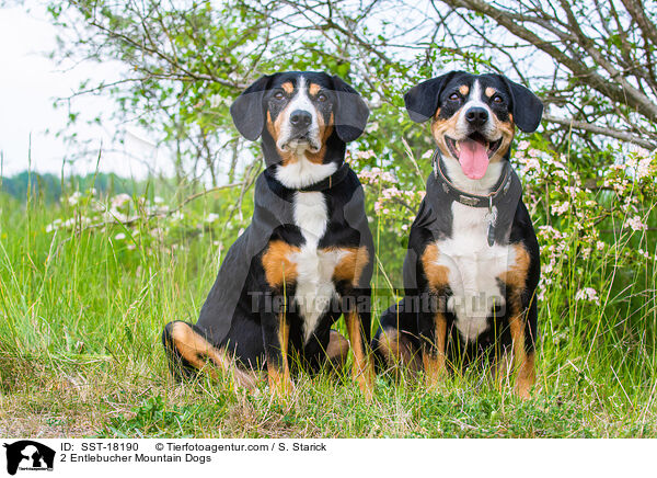 2 Entlebucher Mountain Dogs / SST-18190