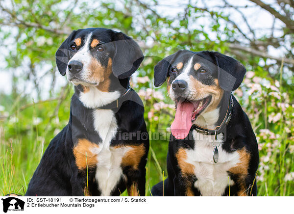 2 Entlebucher Mountain Dogs / SST-18191