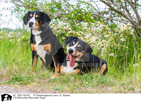 2 Entlebucher Mountain Dogs / SST-18192