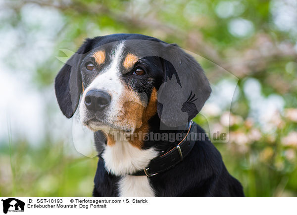 Entlebucher Sennenhund Portrait / Entlebucher Mountain Dog Portrait / SST-18193