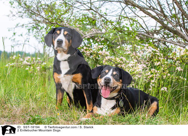 2 Entlebucher Mountain Dogs / SST-18194