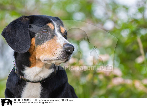 Entlebucher Mountain Dog Portrait / SST-18195