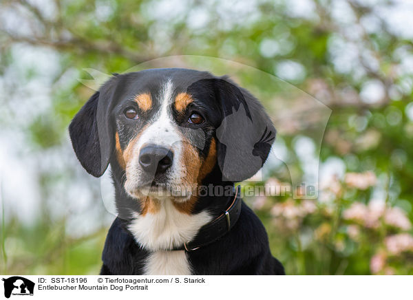 Entlebucher Mountain Dog Portrait / SST-18196