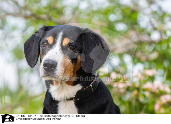 Entlebucher Mountain Dog Portrait / SST-18197