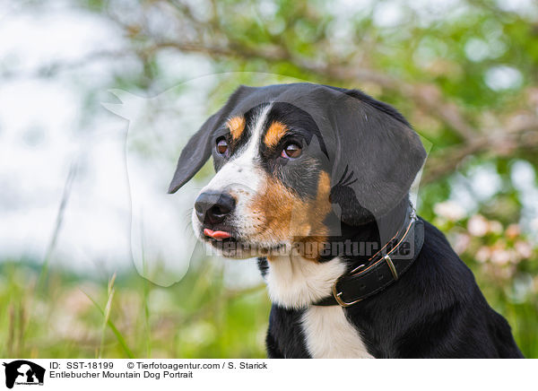 Entlebucher Mountain Dog Portrait / SST-18199