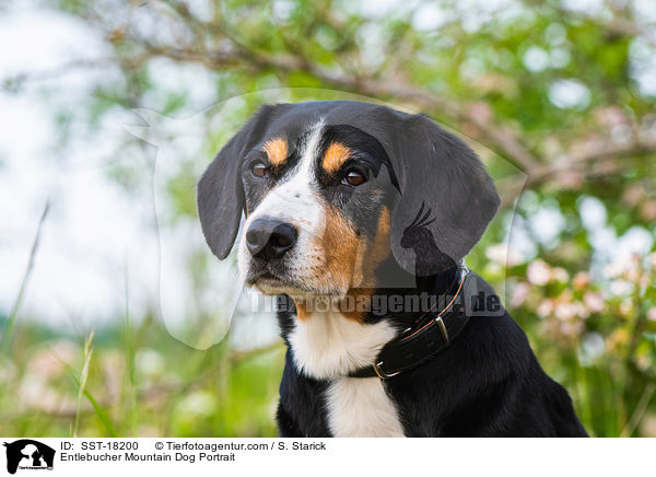 Entlebucher Mountain Dog Portrait / SST-18200