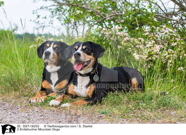 2 Entlebucher Sennenhunde / 2 Entlebucher Mountain Dogs / SST-18202