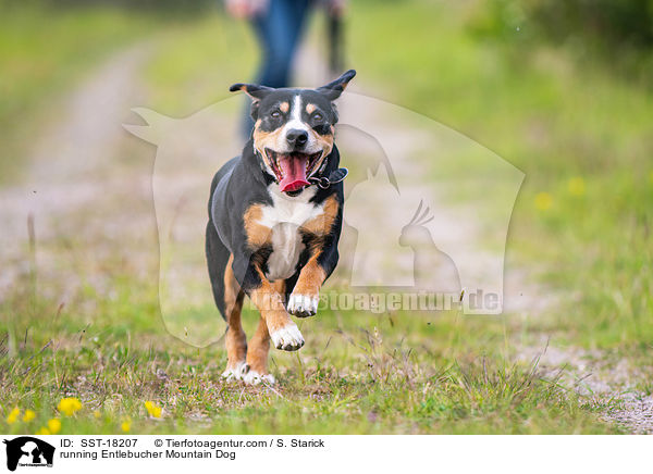rennender Entlebucher Sennenhund / running Entlebucher Mountain Dog / SST-18207