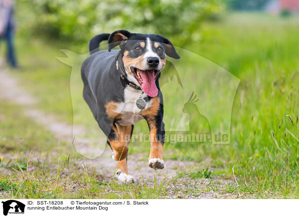 rennender Entlebucher Sennenhund / running Entlebucher Mountain Dog / SST-18208