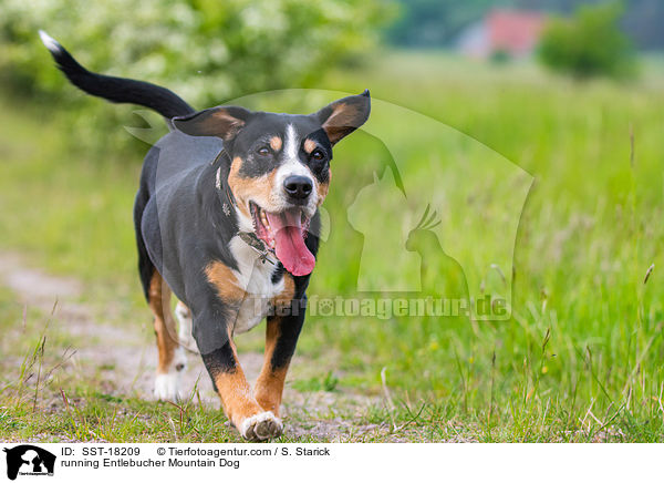 rennender Entlebucher Sennenhund / running Entlebucher Mountain Dog / SST-18209