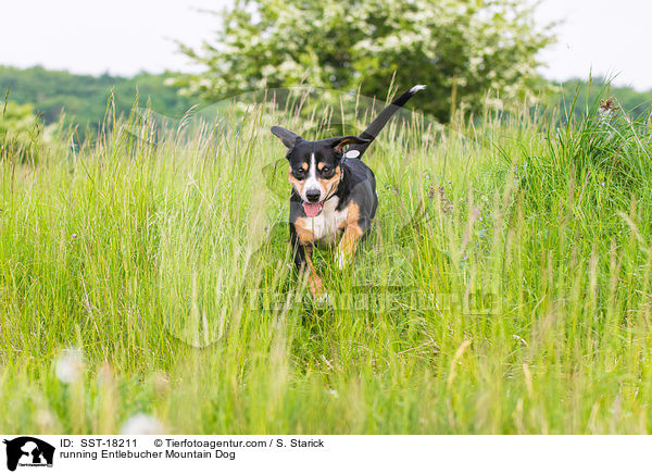 rennender Entlebucher Sennenhund / running Entlebucher Mountain Dog / SST-18211